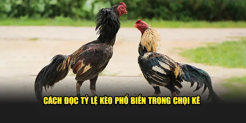 Cách đọc tỷ lệ kèo phổ biến trong chọi kê