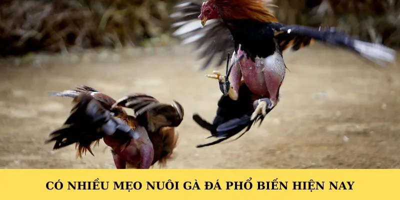 Có nhiều mẹo nuôi gà đá phổ biến hiện nay