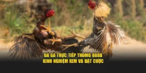 Đá Gà Trực Tiếp Thomo 888B - Kinh Nghiệm Xem Và Đặt Cược
