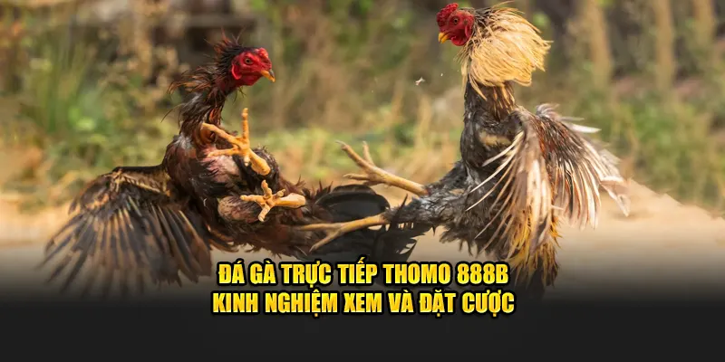 Đá Gà Trực Tiếp Thomo 888B - Kinh Nghiệm Xem Và Đặt Cược