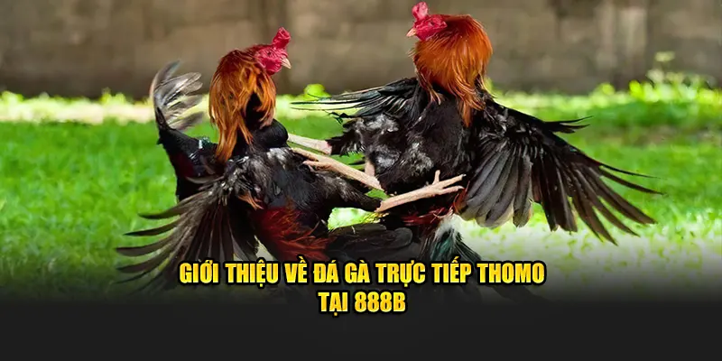 Giới thiệu về đá gà trực tiếp thomo tại 888B