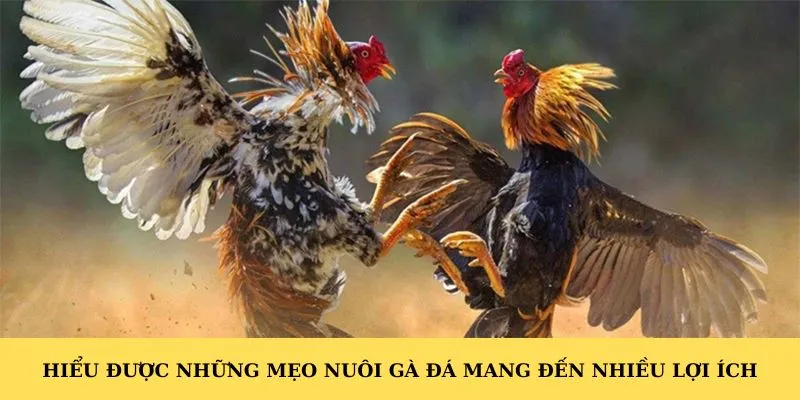 Hiểu được những mẹo nuôi gà đá mang đến nhiều lợi ích