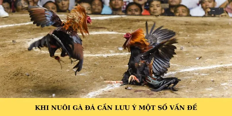 Khi nuôi gà đá cần lưu ý một số vấn đề