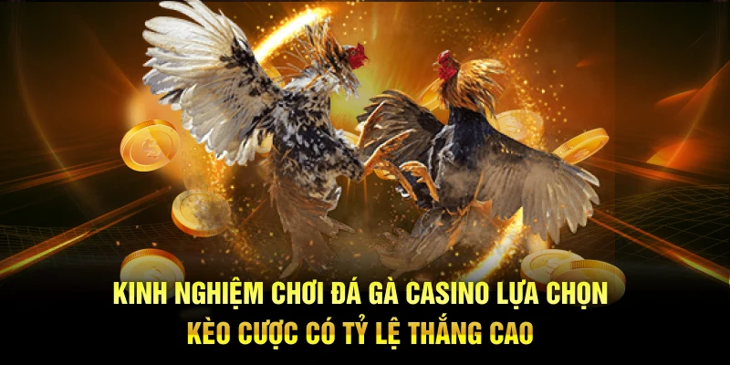 Kinh nghiệm chơi đá gà casino lựa chọn kèo cược có tỷ lệ thắng cao