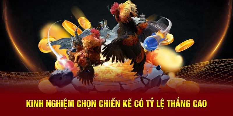 Kinh nghiệm chọn chiến kê có tỷ lệ thắng cao