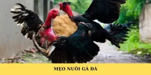 Mẹo nuôi gà đá