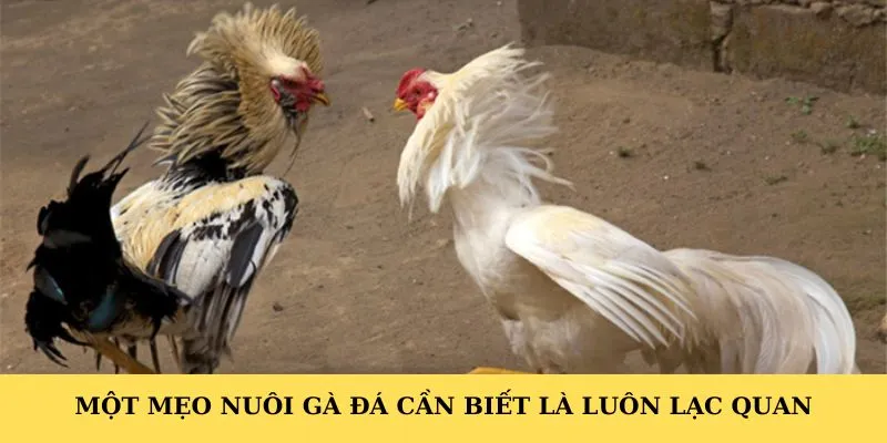 Một mẹo nuôi gà đá cần biết là luôn lạc quan