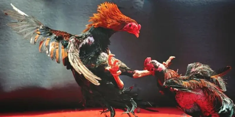 Nắm ngay những mẹo chơi game đá gà 888B nhanh thắng nhất