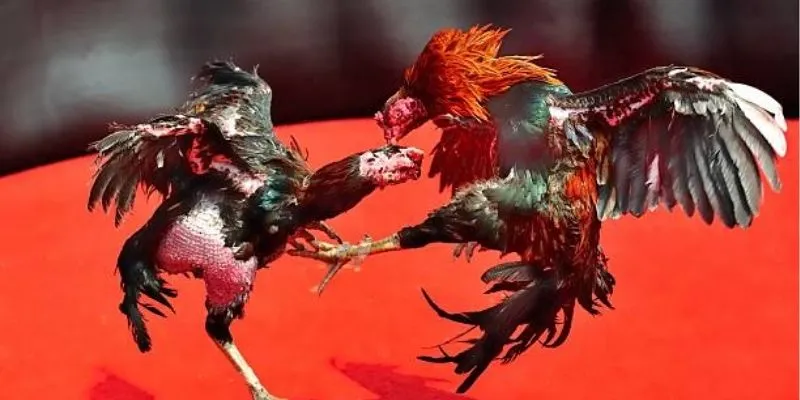 Nạp tiền vào game đá gà 888B
