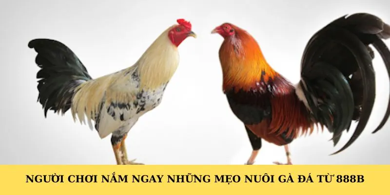 Người chơi nắm ngay những mẹo nuôi gà đá từ 888B