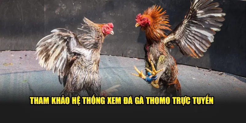 Tham khảo hệ thống xem đá gà thomo trực tuyến