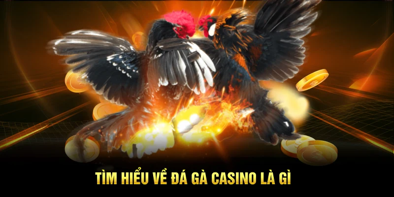 Tìm hiểu về đá gà casino là gì
